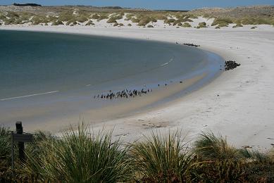 Yorke Bay with Penguins